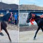 Foto: Tradisi Tiyu (Tradisi Berkuda warga Desa Jantuk Pasca Lebaran)