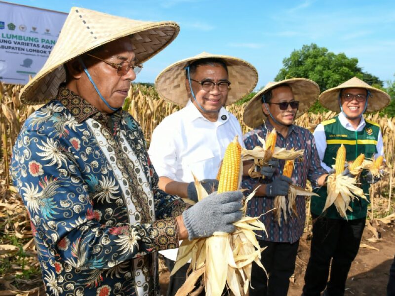 Foto: Bupati Haerul Warisin dan Ketua Baznas RI saat panen raya jagung di Pringgabaya