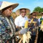 Foto: Bupati Haerul Warisin dan Ketua Baznas RI saat panen raya jagung di Pringgabaya